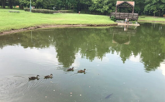 入間 彩の森入間公園は緑いっぱいの市民に愛される憩いの公園です 毎日おでかけ日和