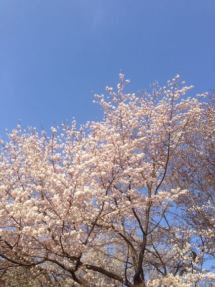 彩の森入間公園の見事に咲く桜