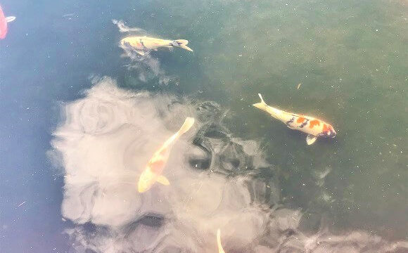 ホテルニューオータニ日本庭園の池に泳ぐ立派な錦鯉
